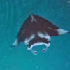 mantaray23